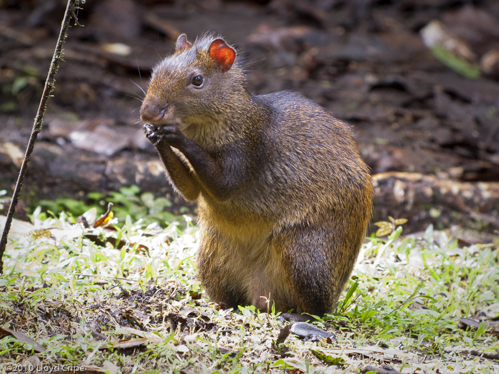 Agouti